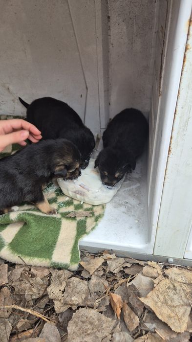 Срочно нужен дом щенкам