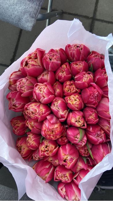 Тюльпаны Алматы к 8 марта 550