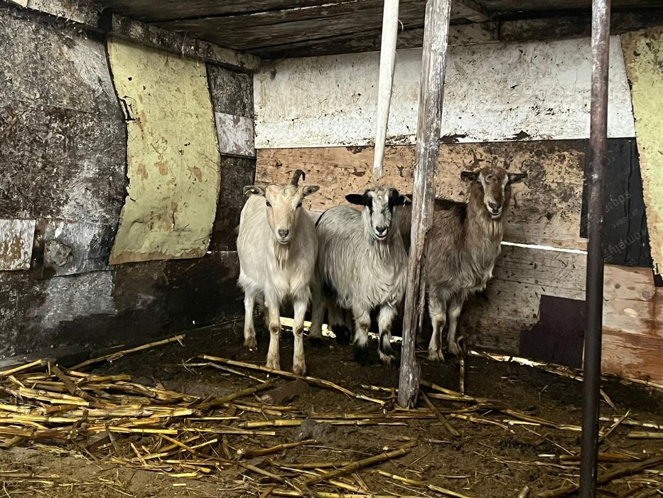 Vand capre foarte bune