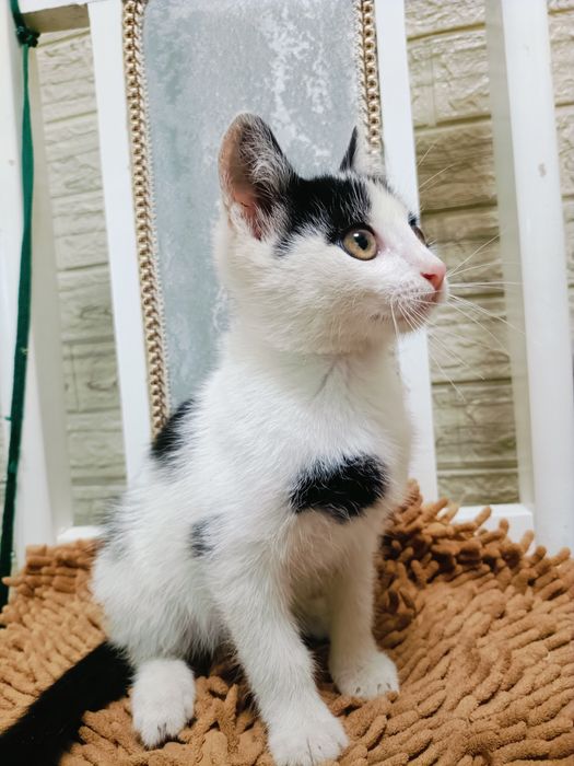 Отдам Котёнка в добрые руки