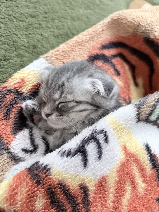 Срочно!Шотландский вислоухий котёнок, 1.5 месяца, мальчик