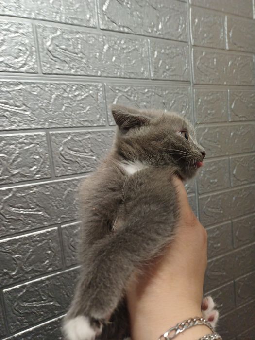 Отдам даром котят