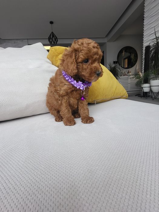 Poodle red Fci pedigree