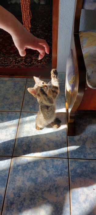 Отдам котенка в добрые руки.