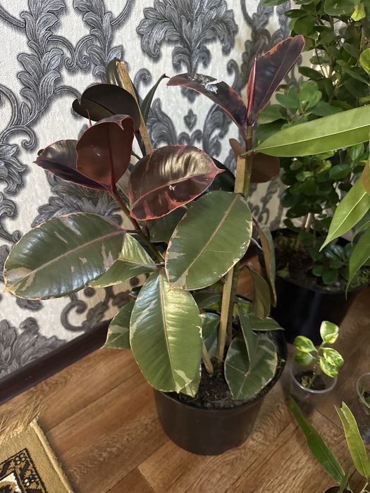 Цветы растения комнатные