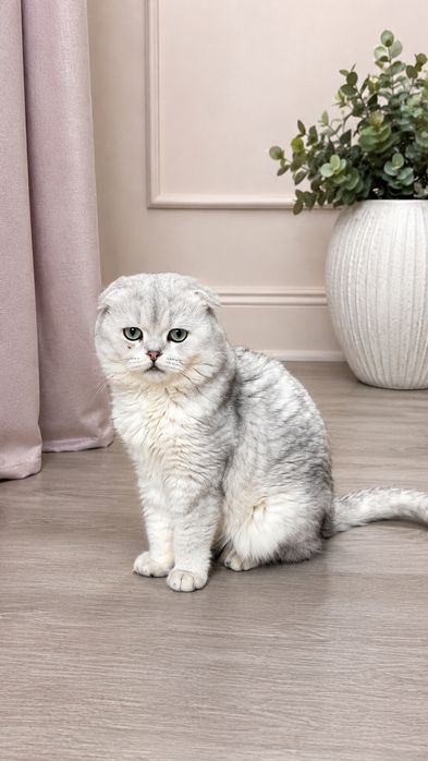 Предлагается кот на вязку