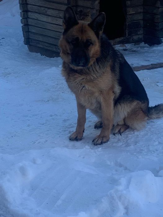 Собака ищет новых хозяев