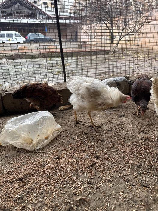 Куры несушки и 2 петухп