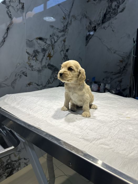 Щенки охотничьего спаниеля