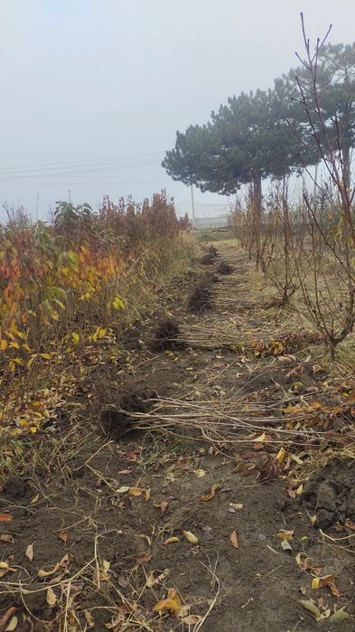 Самарканд Шредер кучатлари ишончли ва сифатли