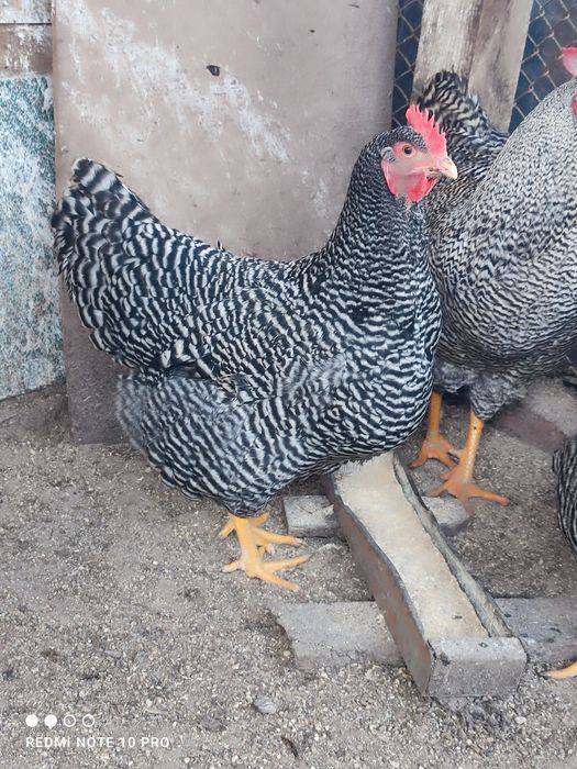 Разплодни яйца от Амрок