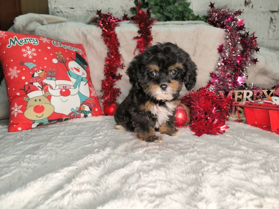 Vand fetita Cavapoo black and tan F1.