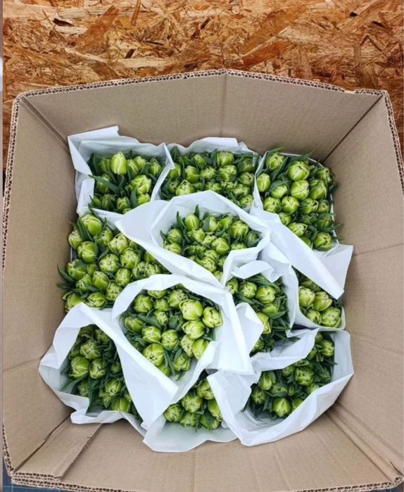 Тюльпаны на 8 марта