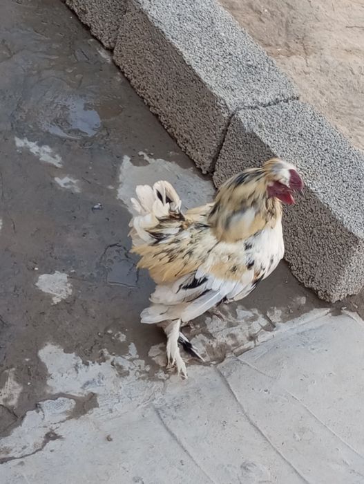 Yapon xoʻroz tovuq bollari bilan sotiladi