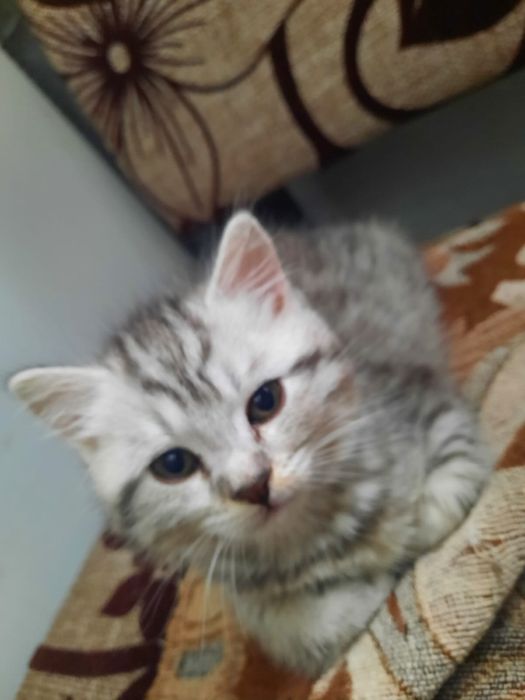 Продам котят смесь британцы
