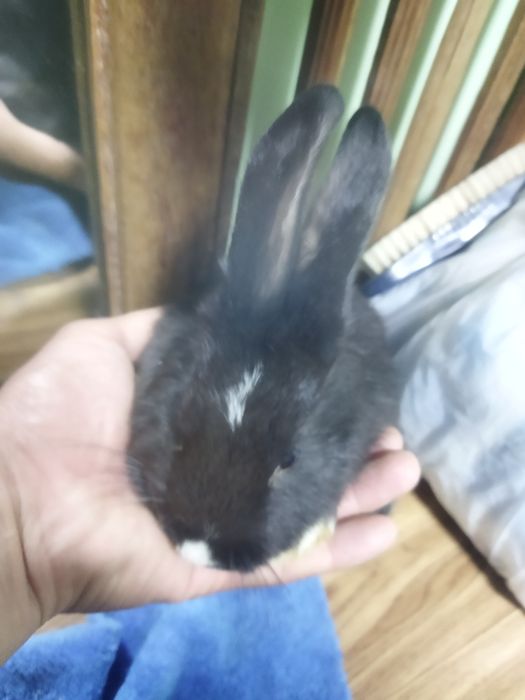 Quyon bollari sotiladi