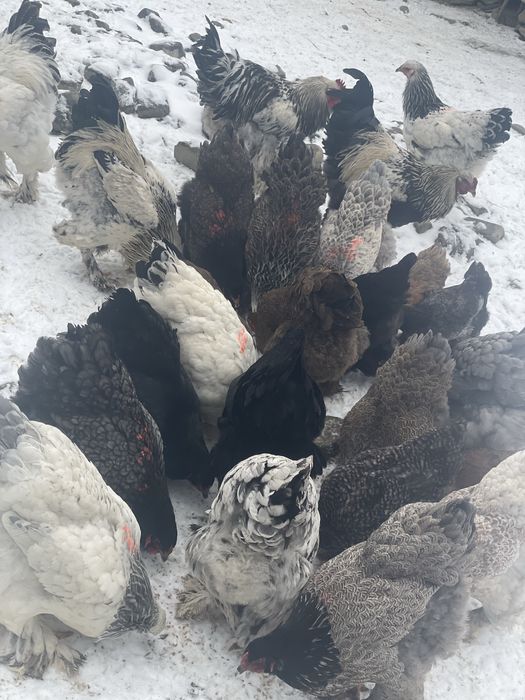 Vand oua pentru incuncubat !Rasa Brahma si Australop