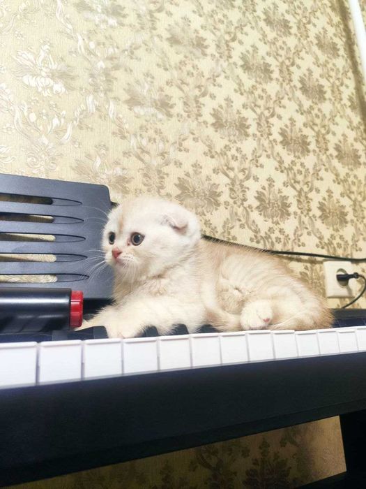 Котят  мушукчалар