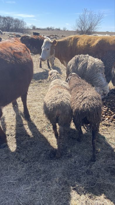 Продаются бараны