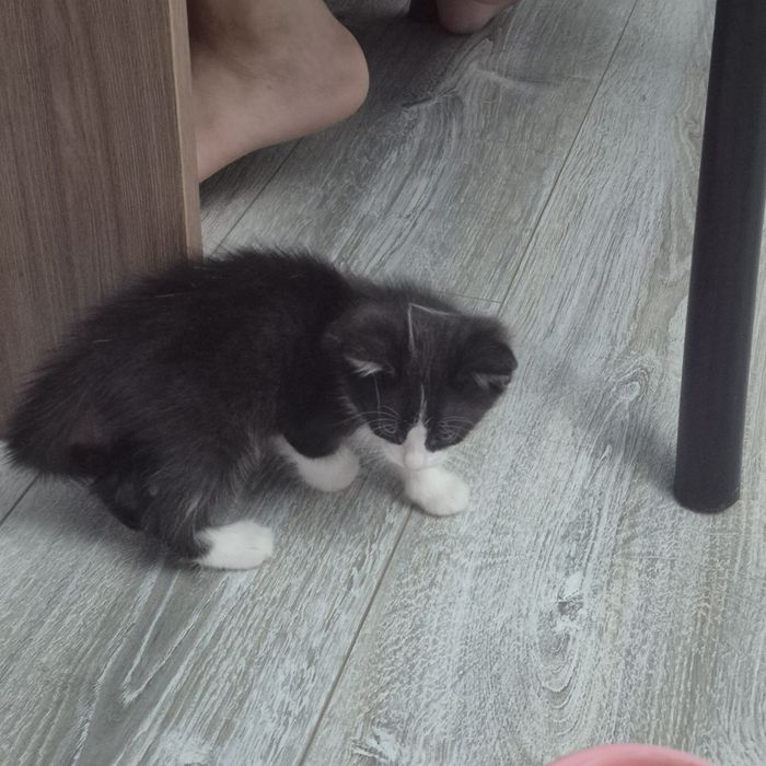Отдам котят в хорошые руки