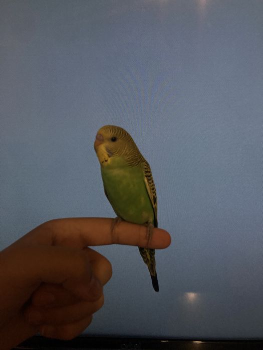 Ручные волнистые попугаи