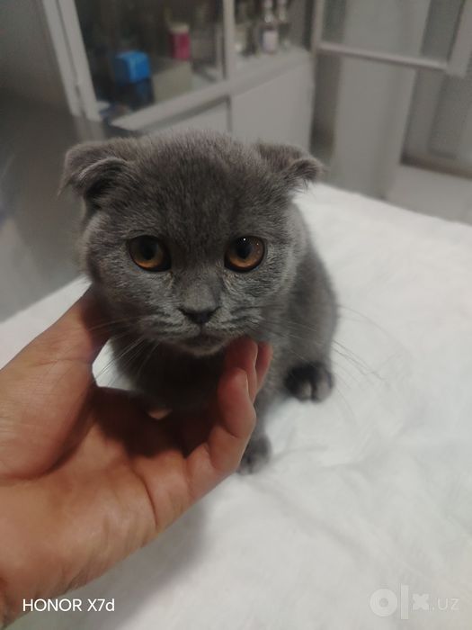 Veterinariya xizmati