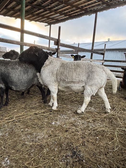 Овечки кросс  F1