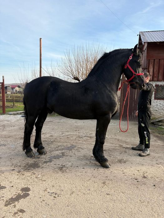 Vând Armăsar Frizian