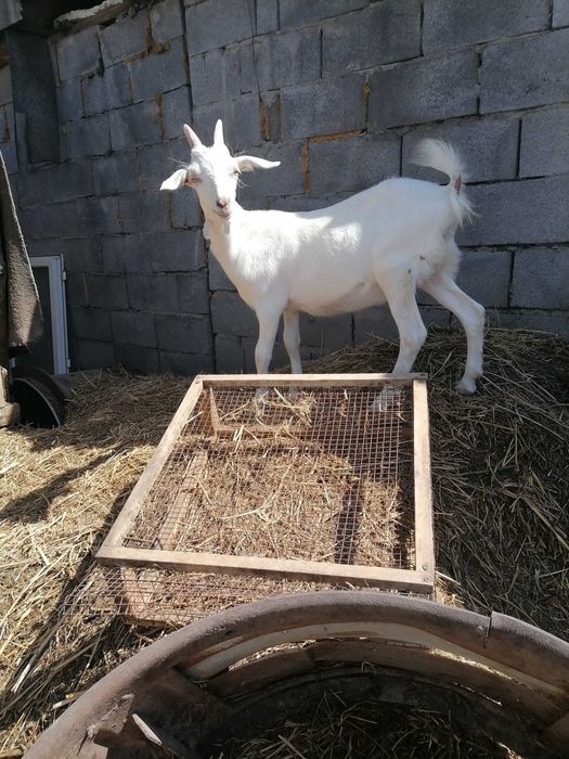 Продам козозочек