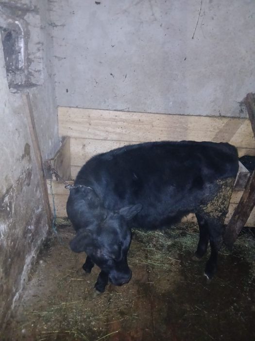Vind Vitica Angus