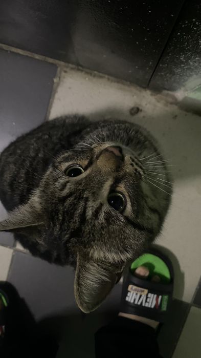 кот красавчик бесплатно