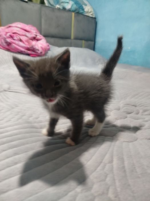 Отдам  котят в хорошие руки
