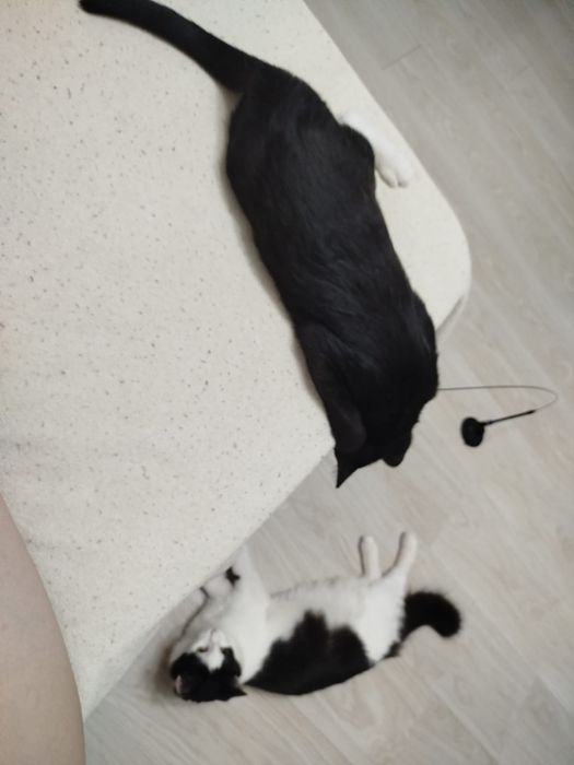 Мирра котёночек ищет семью