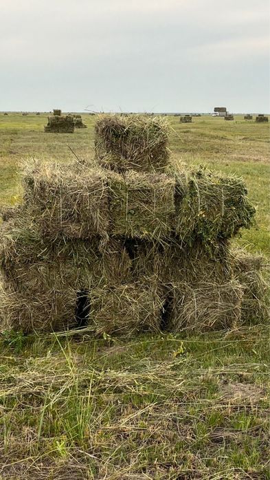 Продам сено в тюках и в руллонах