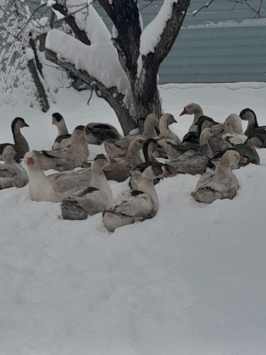 Продам все вопросы по телефону