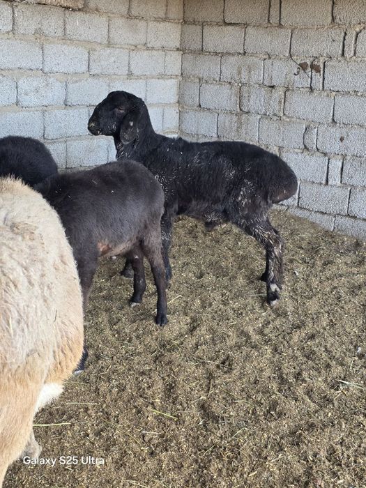 Quzi quchqorlar sotiladi