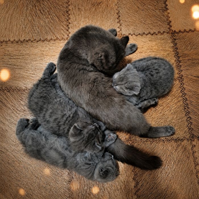 Продам двухмесяных котят