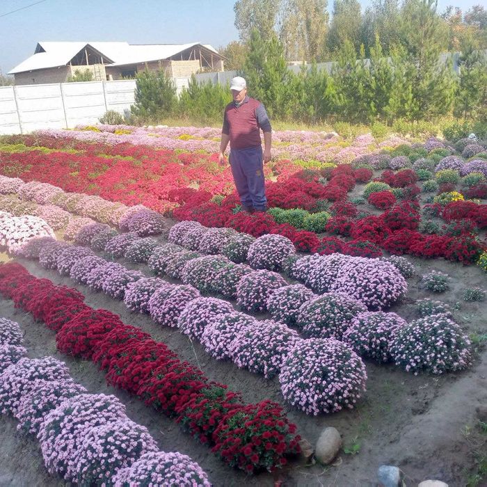 Декоратив кучатлар