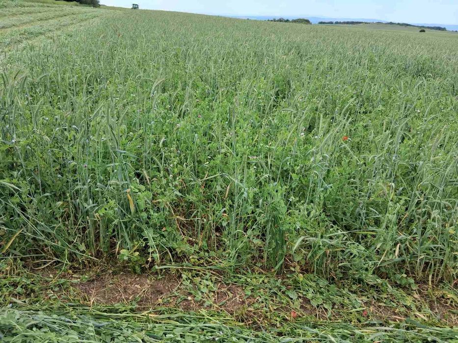 Продавам Фолирани бали смеска грах и тритикале- Сенаж