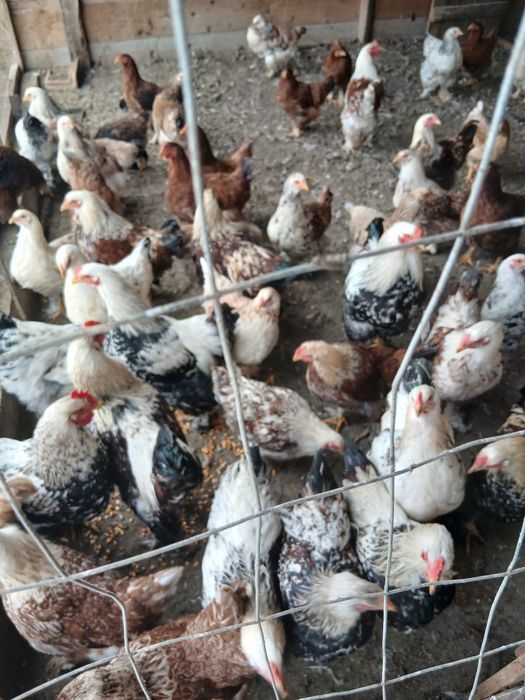 Vand gaini si cocosi