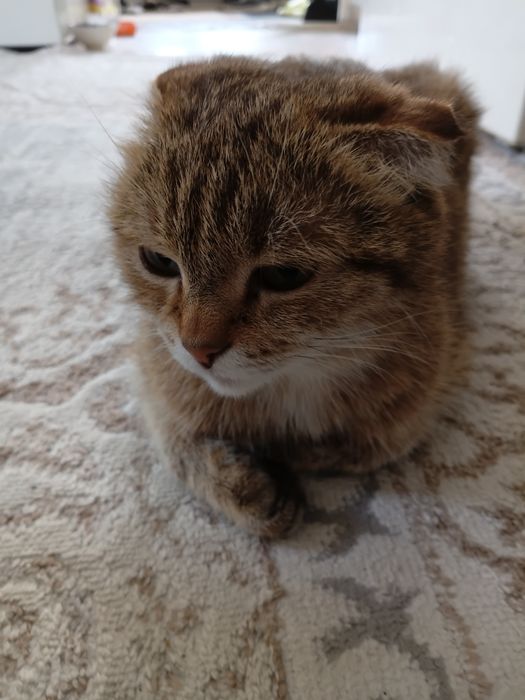 Отдам даром котят