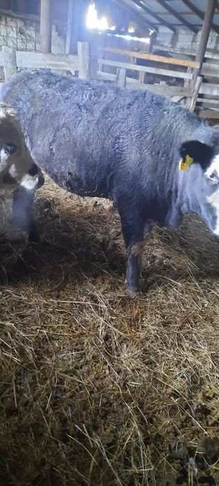 Продам телок. Село Кенжеколь