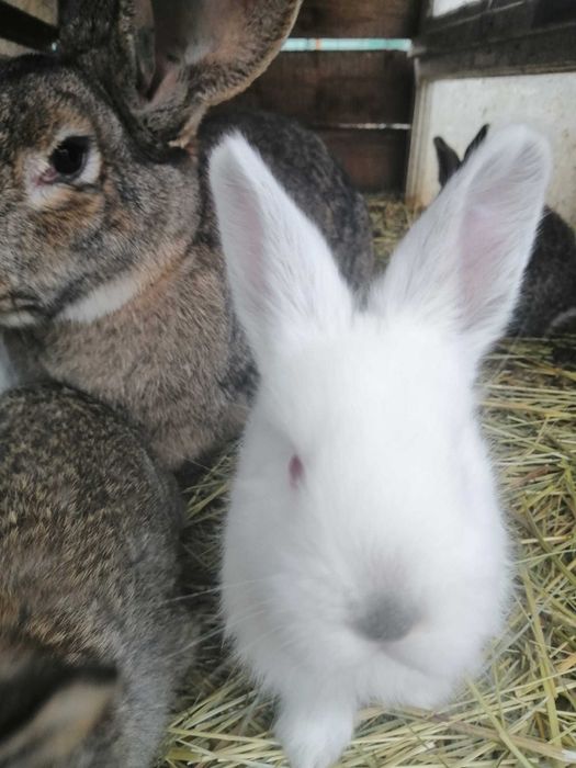 Iepuri de diferite mărimi – vând sau schimb pe găini