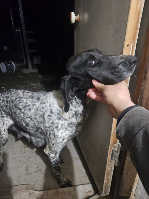 Курцхаар щенки 8 шт