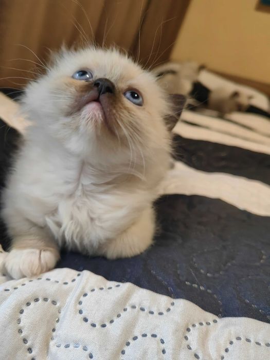 Чистокръвни котенца Ragdoll