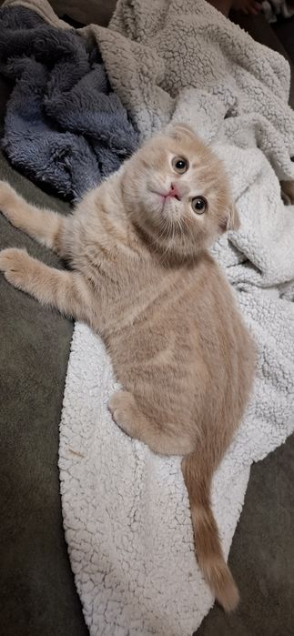 Шотландские вислоухие котята