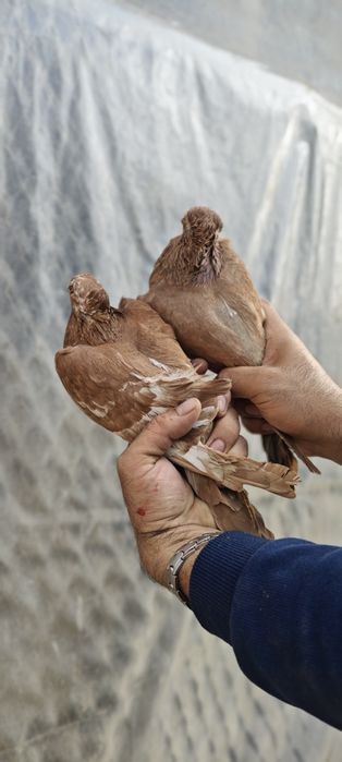 Продам голубей готовая пара