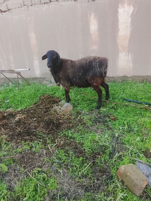 1 ta ona bola qoʻy va 2 ta qornida bolasi bor qoʻylar sotiladi