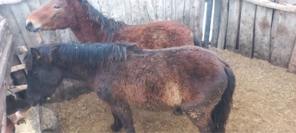 Продам кунан откорм