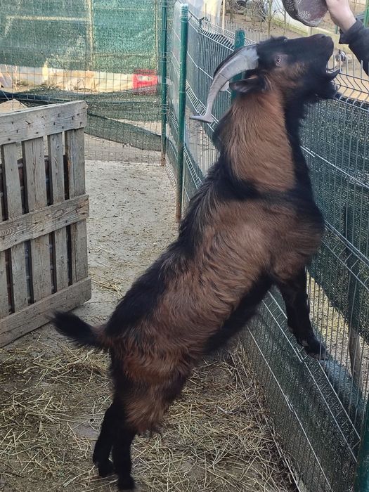 Țap rasa Alpină franceză